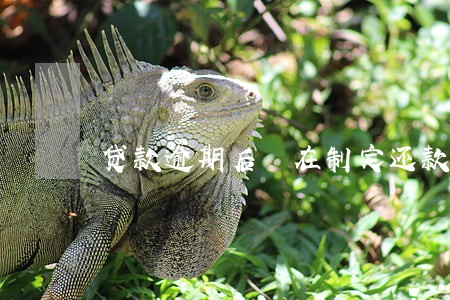 贷款逾期后 在制定还款计划 贷款逾期后 在制定还款计划